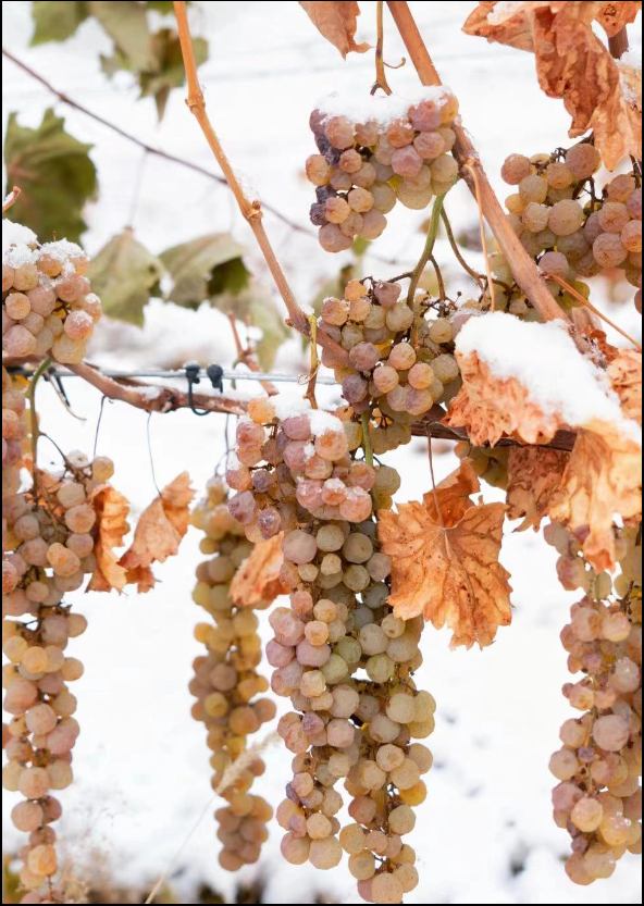 Vidal clusters hanging under fresh snow, ready for the icewine harvest